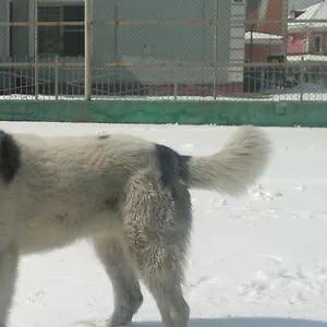 Пропал щенок сибирской хаски!! Помогите очень волнуюсь!