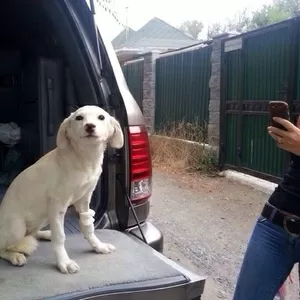 Отдается в добрые руки беленький щенок 