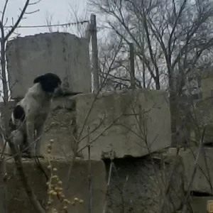 Дарю щенят и пару собак повзрослее. Симпотичные смеси известных пород.